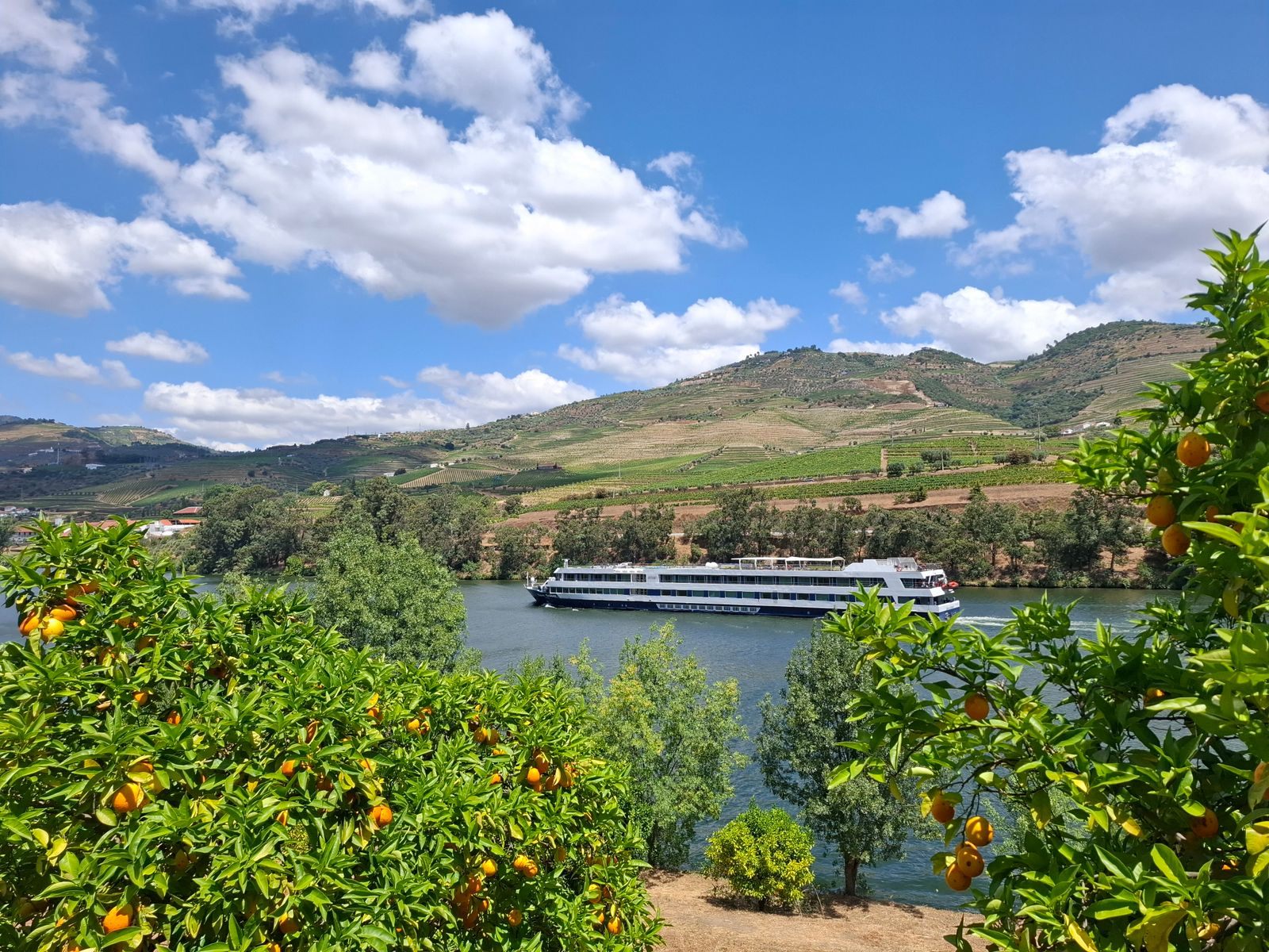 Douro river cruise ship sailing past green hills, framed by orange trees in the Douro Valley, Portugal